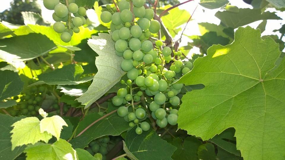 Nutricionales y fungicidas naturales para la agricultura de residuo cero
