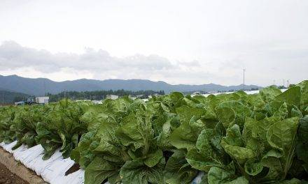 Innovación en la nueva formulación de los fungicidas que lanza Tradecorp: Asbelto y Candil