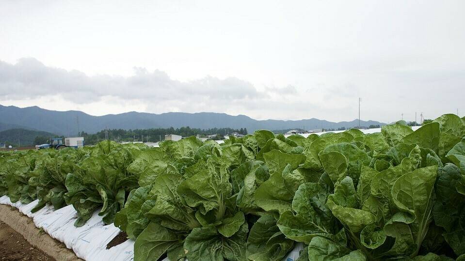 Innovación en la nueva formulación de los fungicidas que lanza Tradecorp: Asbelto y Candil