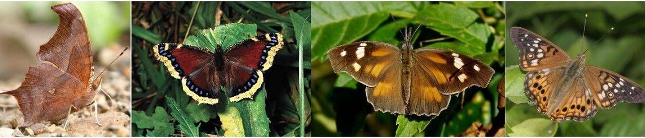 Did you know that trees are important butterfly host plants?