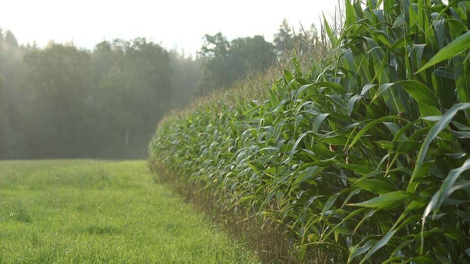 Los transgénicos son tan sanos como el resto de alimentos