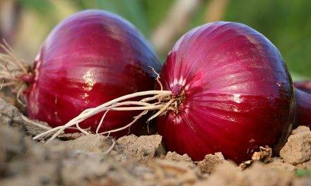 La Feria de la Alimentación Ecológica, ¡una visita indispensable para todos los agricultores!