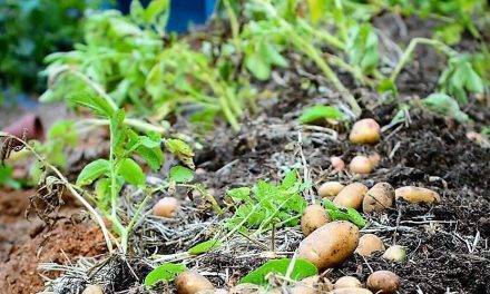 Leaf toppers, to make easier the harvesting of potatoes