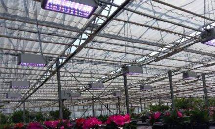 LED sunlight for professional horticulture