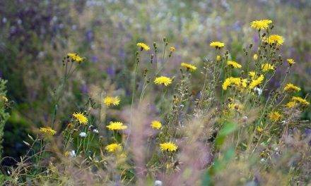 El desplazamiento de las malas hierbas y la invasión de nuevas especies debido al cambio climático 
