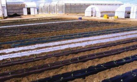 Repsol refuerza su alianza tecnológica para el desarrollo de poliolefinas biodegradables de origen fósil