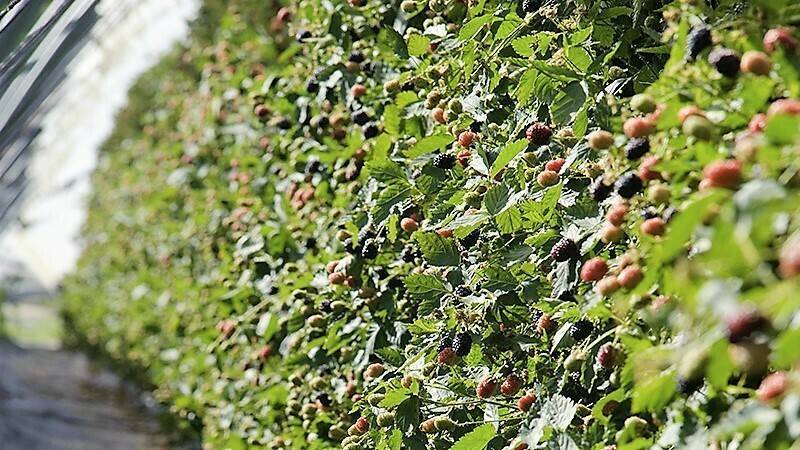 Aplicaciones de peróxido de hidrógeno en cultivo de mora para controlar oídio