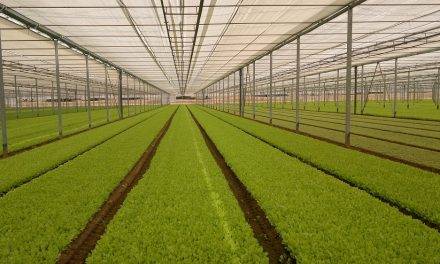 Robusta®, una nueva gama de pantallas híbridas de Arrigoni