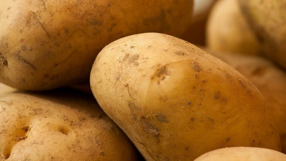 Gas sensors could detect and monitor early soft rot development in potatoes with considerable accuracy