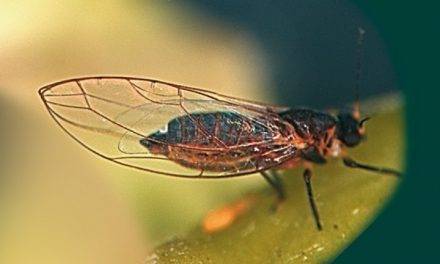 Métodos biotecnológicos para controlar enfermedades emergentes de los vegetales