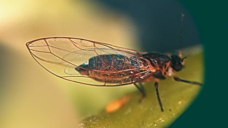 Métodos biotecnológicos para controlar enfermedades emergentes de los vegetales