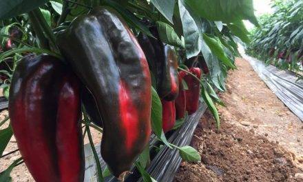 Pimiento Hércules un «largo» para el Campo de Cartagena