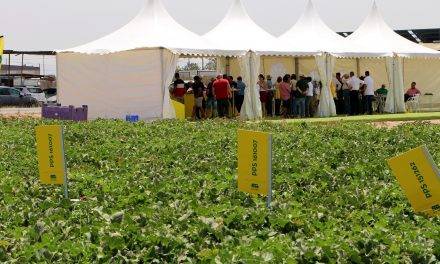 La FitóWeek 2018 tiene una renovada gama de melón en piel de sapo y novedades para los exportadores