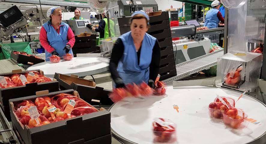Tany Nature, especialistas en ciruelas de exportación