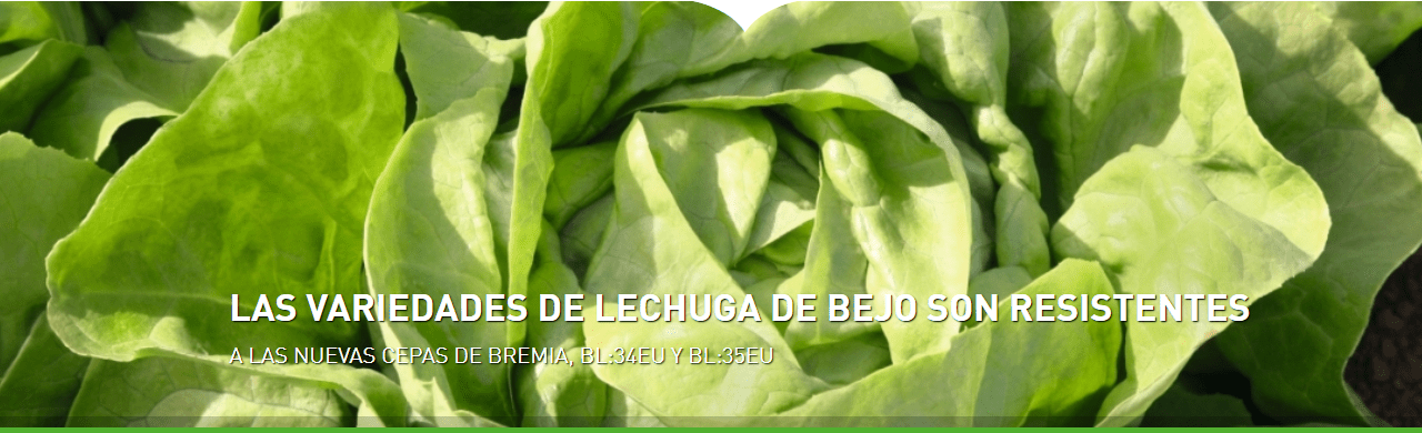 Variedades de lechuga de Bejo resistentes a Bremia