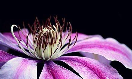 Top of ornamental breeding industry gathered in Barcelona