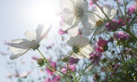 Outdoor Furniture Trend Show & Icons of Outdoor Furniture: A look back into the future at spoga+ gafa 2018