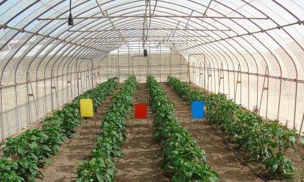 Ensayos con mallas fotoselectivas para mejorar frutos y evitar plagas en el Campo de Cartagena