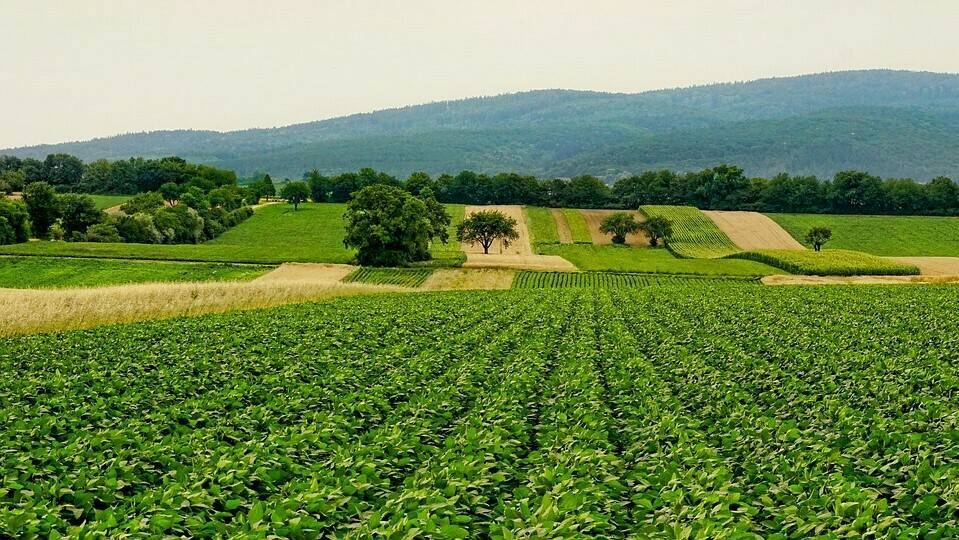 Alianza de organizaciones para una agricultura sostenible
