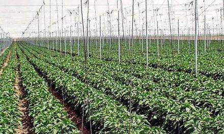 Densidades de plantación en pimiento para tres ciclos anuales