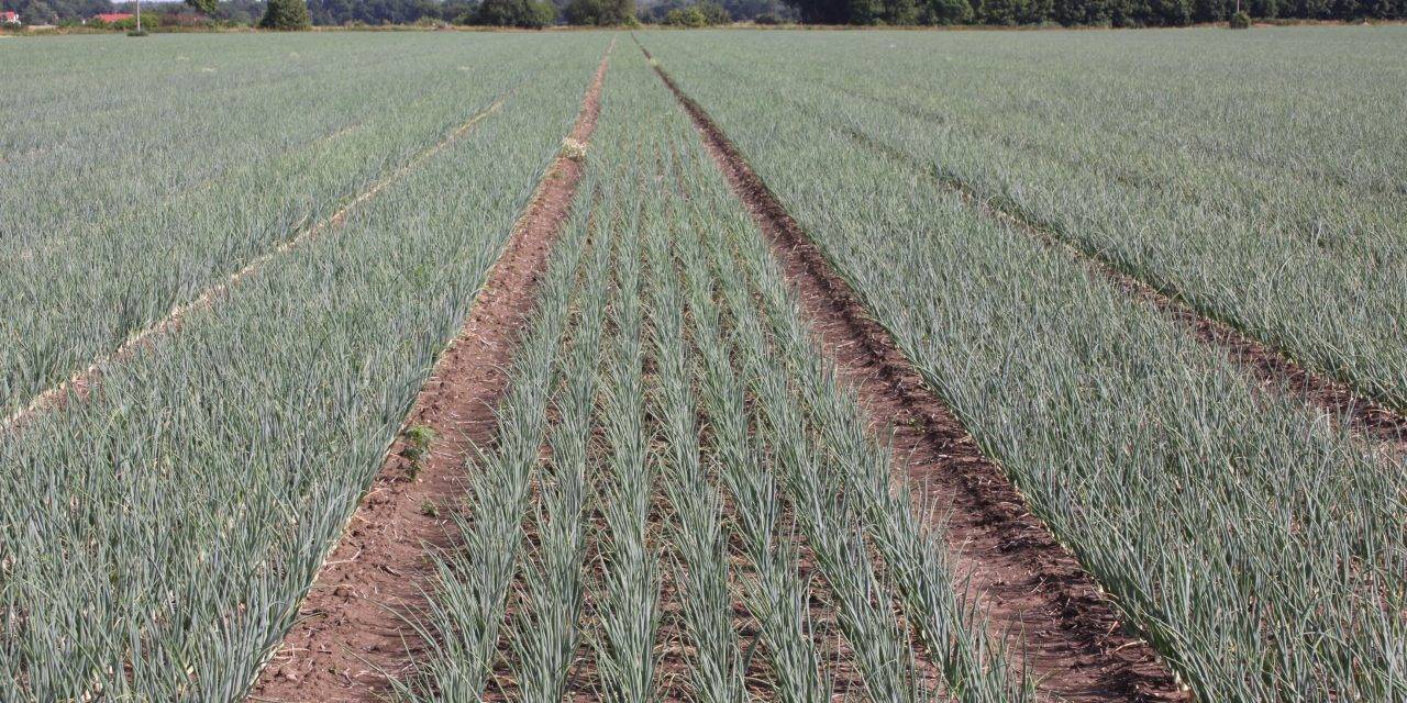 Producción y comercialización de cebolla en Alemania