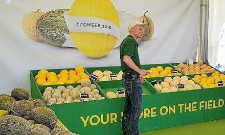 La FitóWeek unos días de campo internacionales para conocer 38 variedades de melón