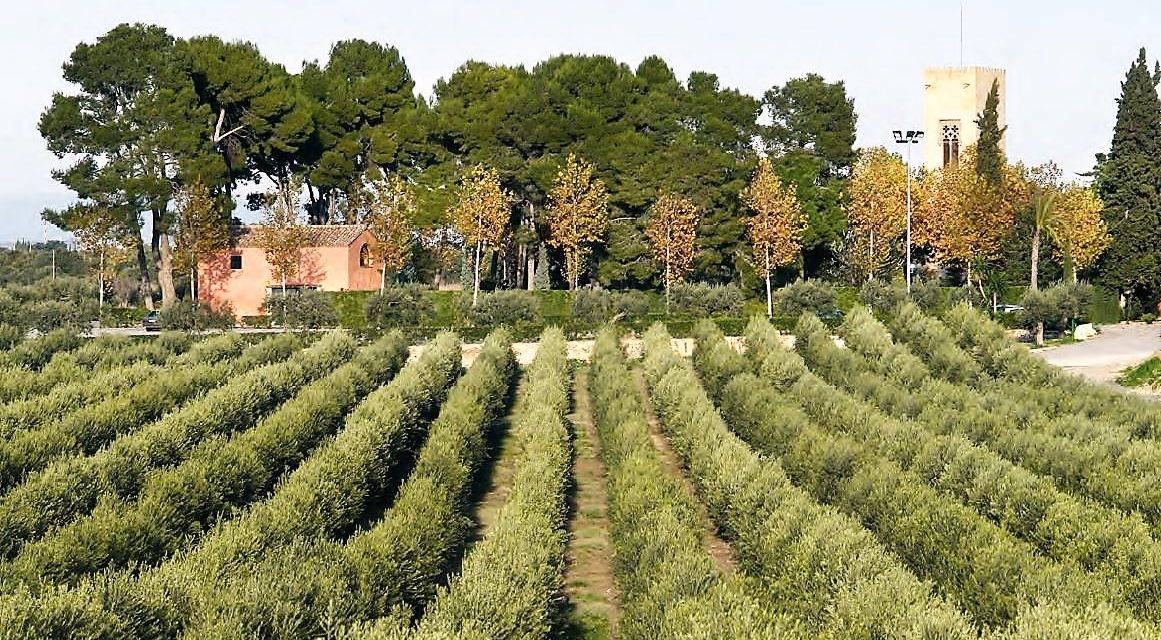 Olivos sanos y bien desarrollados: las técnicas de cultivo, plagas y enfermedades
