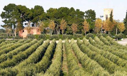 Olivos sanos y bien desarrollados: las técnicas de cultivo, plagas y enfermedades