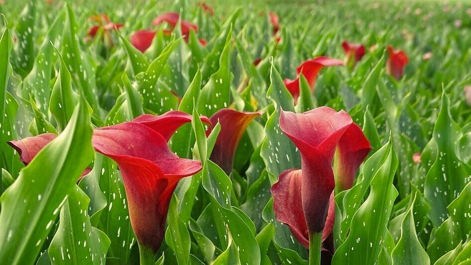 Florist Holland y HilverdaKooij se fusionan