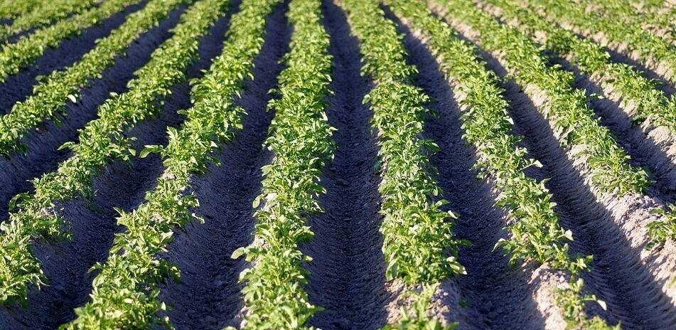 El radar de penetración en el suelo permite identificar cultivares de patata de maduración temprana