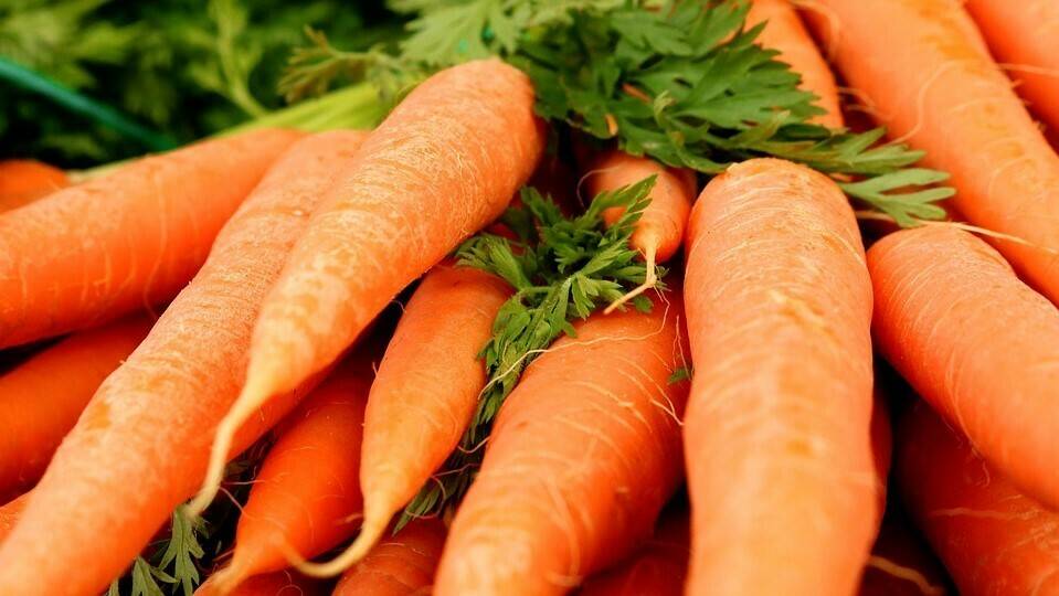 El tratamiento con ozono aumentó la vida útil de las zanahorias sin alterar el porcentaje de pérdida de peso, la firmeza y el color