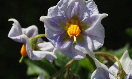 Ensayo de Growel en el cultivo  de patata en Marruecos