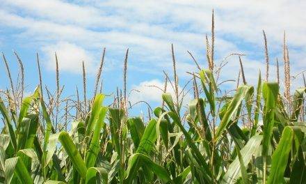 CABI warns of rapid spread of crop-devastating fall armyworm across Asia