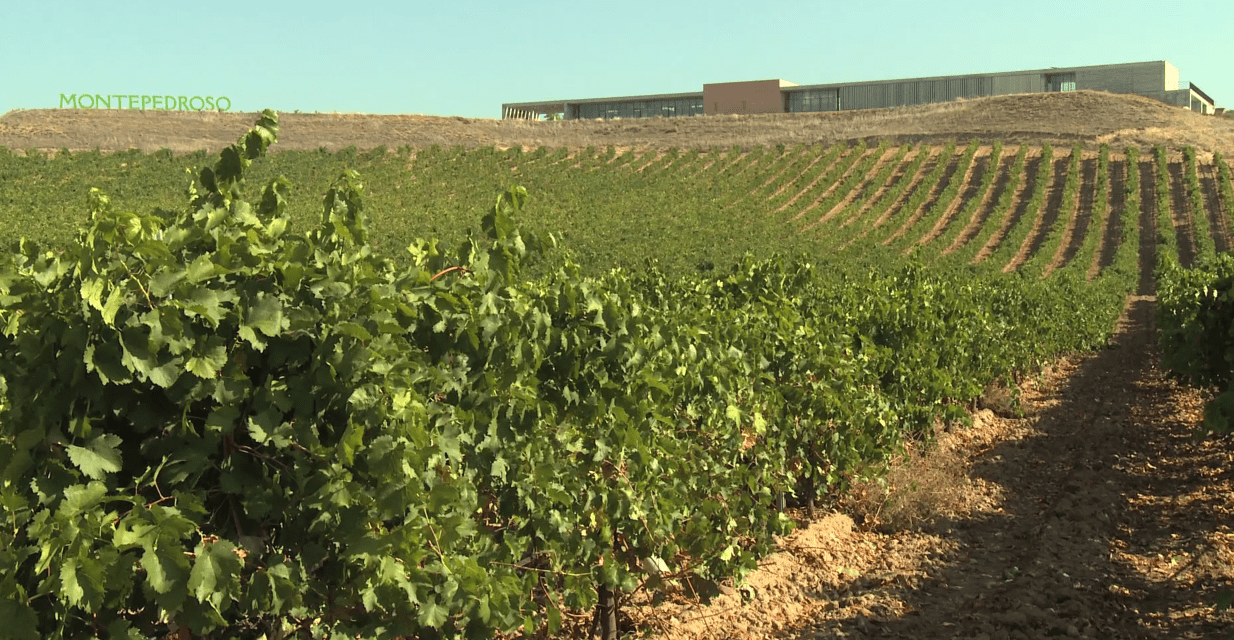Los beneficios de la vendimia nocturna, la finca Montepedroso