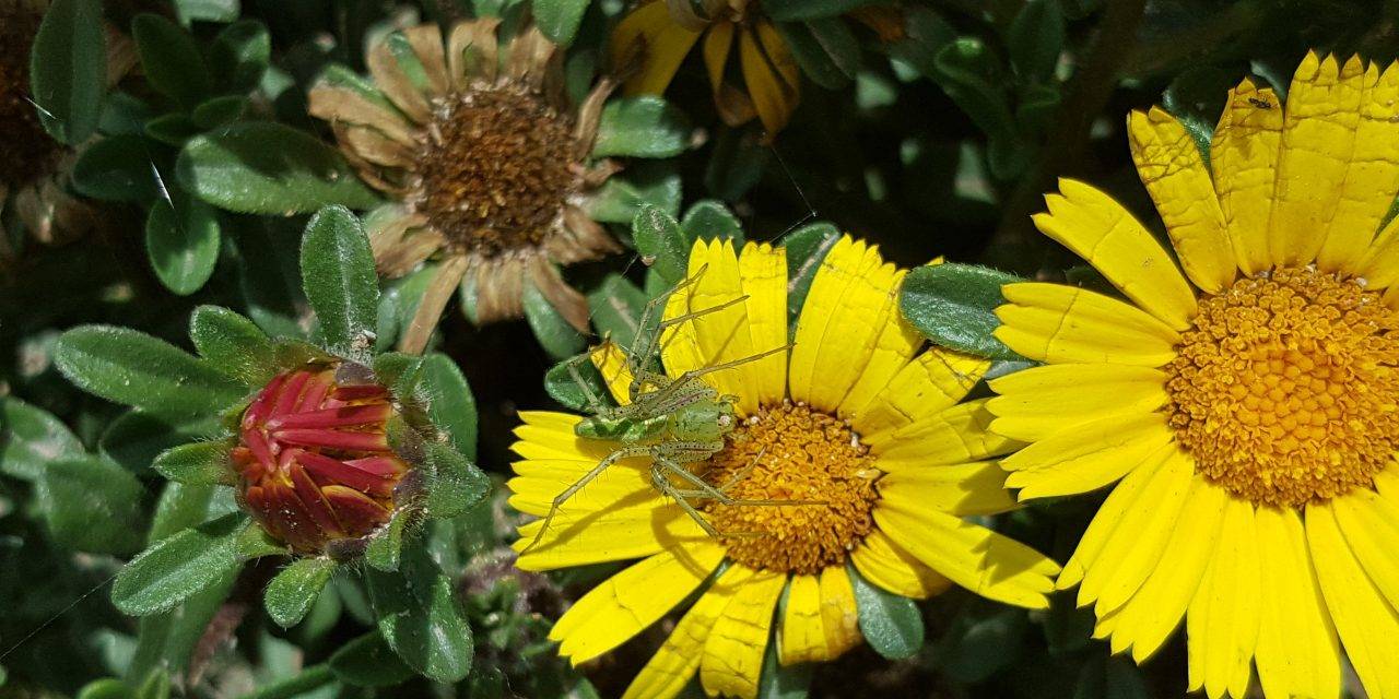 Cajamar respalda el proyecto IDEAS para una agricultura más sostenible