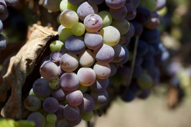 Vendimia 4.0, la gestión ‘inteligente’ de las bodegas