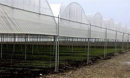 Agrotextiles de Arrigoni utilizados en tomate y pimiento