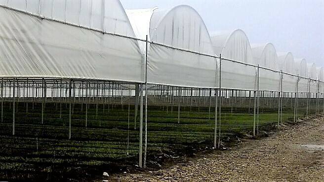 Agrotextiles de Arrigoni utilizados en tomate y pimiento