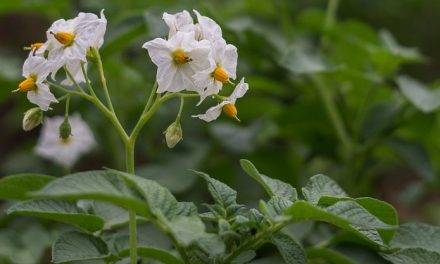 Patatas contra el clima