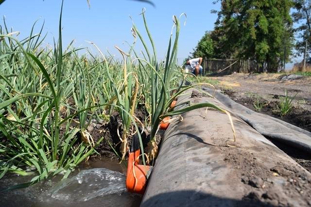 Instalación y funcionamiento del sistema de riego por pulsos, en cultivo de cebollas