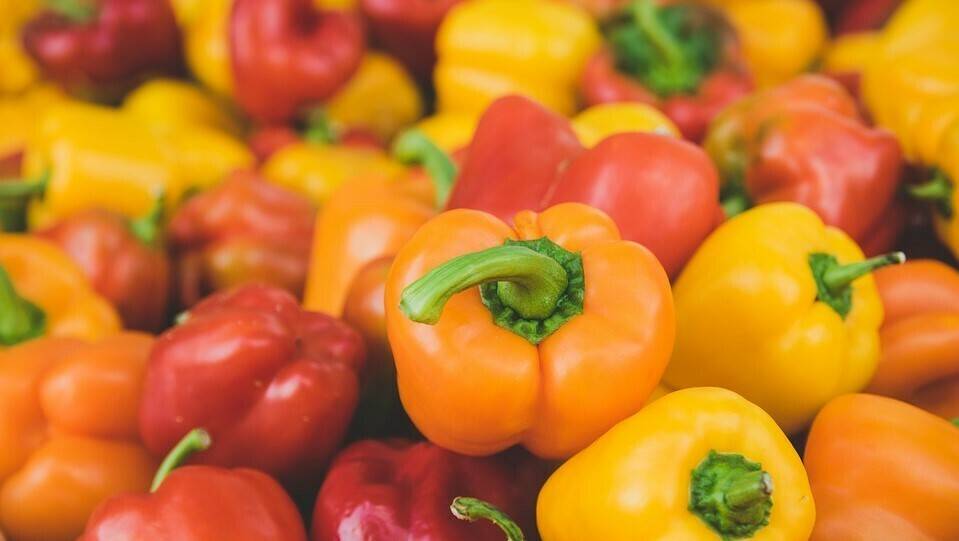 Buenos resultados del biochar como sustituto parcial de la turba en sustratos de vivero de producción de plantel