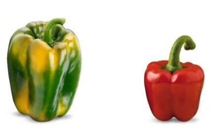 Perotti un pimiento dulce italiano con resistencias, fácil cuajado, alta producción y excelente fruto