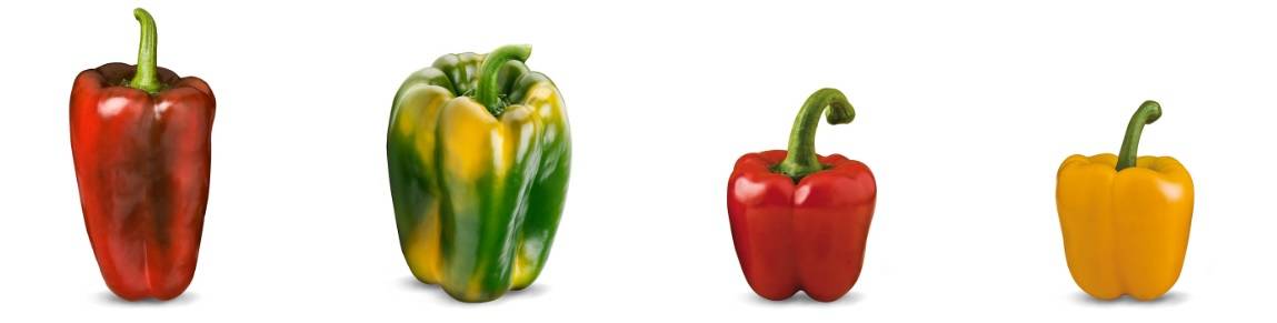 Perotti un pimiento dulce italiano con resistencias, fácil cuajado, alta producción y excelente fruto