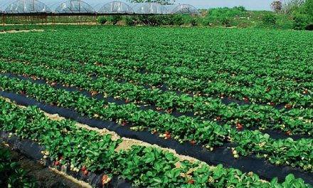 ¿Qué se sabe de nuevo acerca del cultivo de arándanos y fresas? ( I )