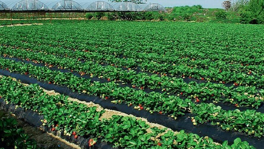 ¿Qué se sabe de nuevo acerca del cultivo de arándanos y fresas? ( I )