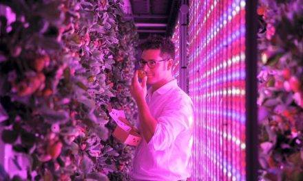 Nueva tecnología para cultivar fresas en EAU