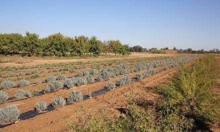 Plantas aromáticas y medicinales, una alternativa como cultivo en Extremadura
