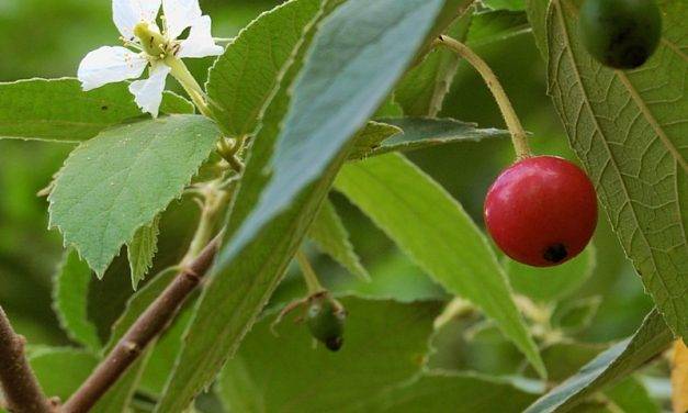 Comportamiento poscosecha de Muntingia calabura, fuente potencial de compuestos bioactivos