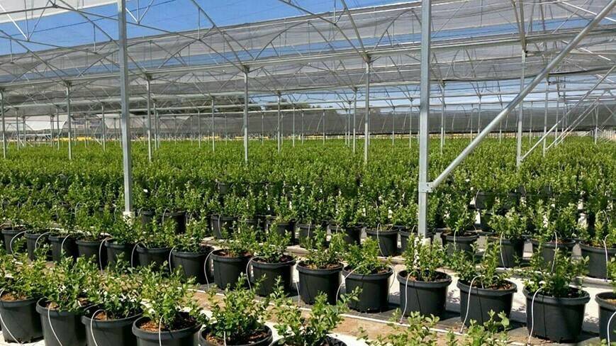 Cultivar arándanos, sus cuidados desde las primeras semanas