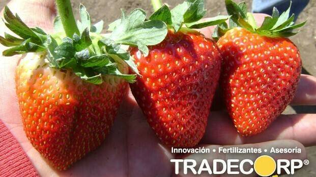 Los cultivos de fresas tratados con bioestimulantes mejoran sus valores nutricionales, su calidad y vida útil